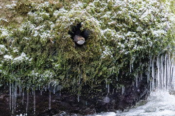 Die Wasseramseln sind bereits eifrig beim Nestbau - trotz Eis und Schnee