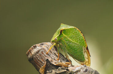grasshopper on a branch