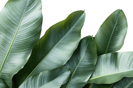 Green leaves frame isolated on white creates space for design or text with a transparent background