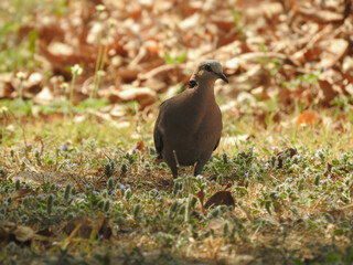 Red-eyed Dove Facing the Camera
