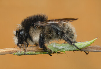 Close up of bee on a branch