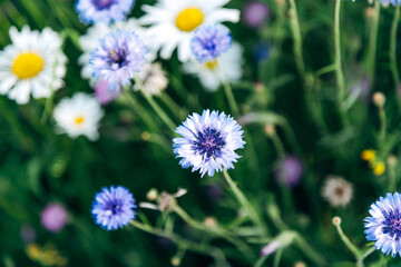 Colorful Spring Flowers in the Garden