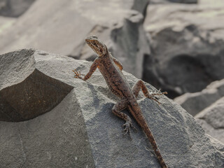 Agama Lizard on Boulder