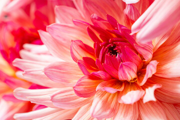 Detailed Macro of a Pink Dahlia's Petal and Center