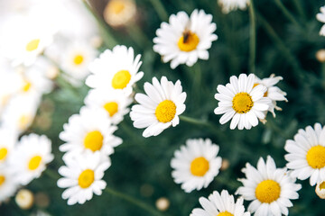 Colorful Spring Flowers in the Garden