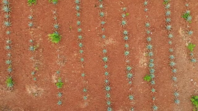 Drone shot of agave plants in rows for tequila industry in Mexico