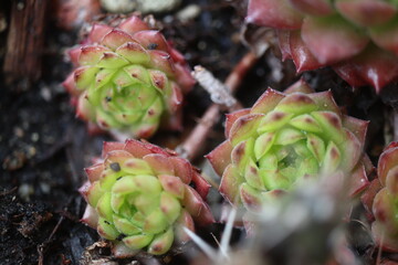 Sempervivum PLASTIC_Rojnik Plastic