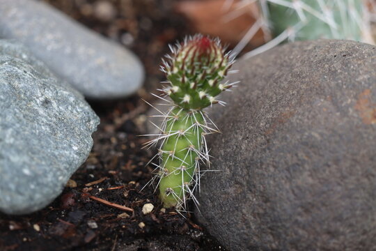 Opuntia polyacantha heacockii Chaffee Co Col 2530m Klon von Panayoti