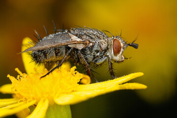 Fly On Flower