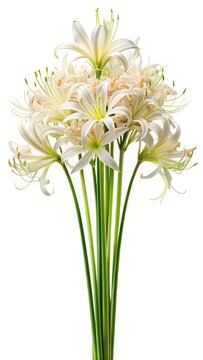 Elegant bouquet of white Spider Lily flowers isolated on a white background