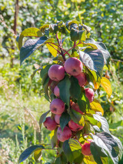 Columnar apple tree with many red apples in the light of sunset