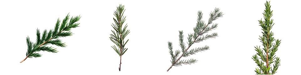 Set of a close up of a rosemary sprig, showcasing its needle like leaves. The green hues are crisp...