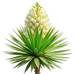 Fototapeta premium A stunning yucca plant in full bloom set against a bright white backdrop