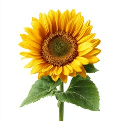 Obraz premium A single sunflower standing tall with its radiant yellow petals and detailed brown center, symbolizing joy and natural beauty. The sunflower's green leaves showcase the harmony between colors 