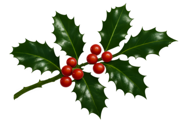 A close up of a red holly leaf with red berries