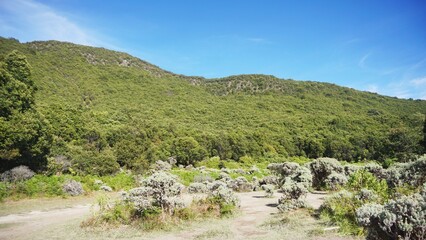 Scenic view of Edelweiss plants thriving in the alpine meadows of Mount Papandayan