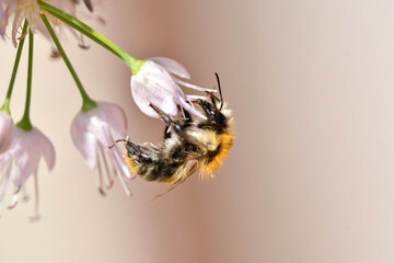 Ackerhummel