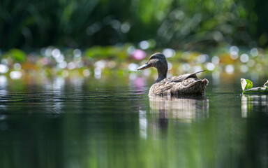 Duck swiming on the green pond. Blur background with shallow depth of field
