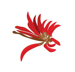 Coral Tree - Flower - Macro. Erythrina lysistemon (Hutch. ) aka Common Coral Tree, Lucky Bean Tree, Kaffir Boom or Transvaal Kafferboom is a deciduous tree native to South Africa.  Lucky Bean Tree