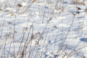 Abstract natural winter background photography featuring frozen dry tansy flowers