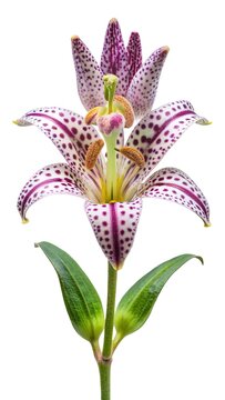 Closeup studio shot of a Tricyrtis hirta, commonly known as toad lily