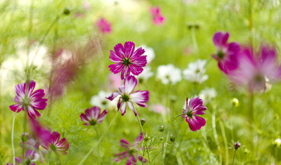 Cosmos bipinnatus, garden cosmos, natural macro floral background