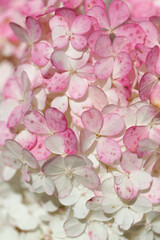 Hydrangea paniculata, panicled hydrangea, natural macro floral background
