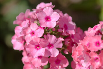 Phlox paniculata, garden phlox natural floral macro background
