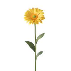 Fototapeta premium Yellow daisy flower vibrant colors nature beauty joyful bloom