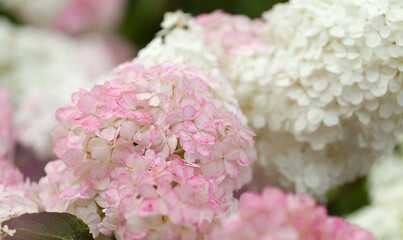 Hydrangea paniculata, panicled hydrangea, natural macro floral background