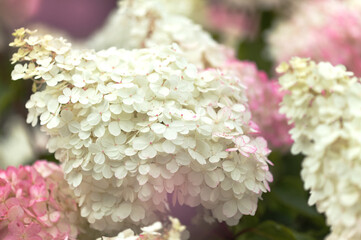 Hydrangea paniculata, panicled hydrangea, natural macro floral background
