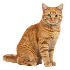Sitting cat as a symbol of pet care and companionship.