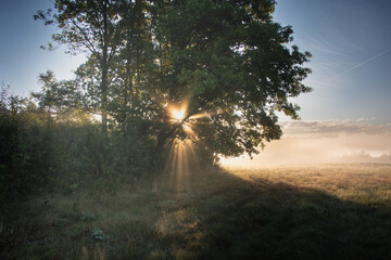 Sierpniowy, mglisty poranek. Promienie wschodzącego słońca przenikają pomiedzy gałęziami samotnego drzewa rosnącego na łące, tworząc malownicze smugi świetlne. © boguslavus