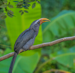 Malabar grey hornbill in tropical forest of Kerala