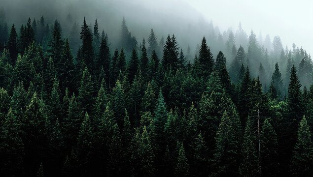 Misty evergreen forest. Dense rows of dark green pine trees reach into a hazy, gray-white sky