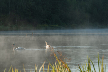Sierpniowy poranek nad jeziorem. Po jeziorze pływają łabędzie. Nad gładką taflą jeziora unosi się opar mgły oświetlany promieniami słońca.