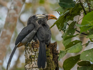 Malabar grey hornbill in tropical forest of Kerala © shams Faraz Amir