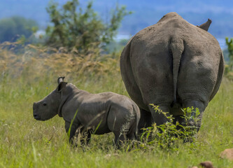 Fototapeta premium Cute baby Rhino or Rhinoceros during a safari in South Africa