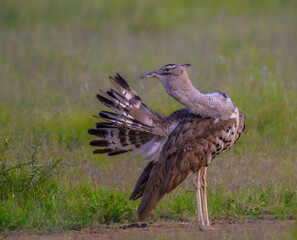 Closeup portrait of a Kori Bustard in Pilanesberg Safari