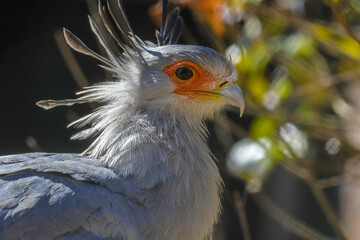 Secretary bird closeup portrait in South Africa