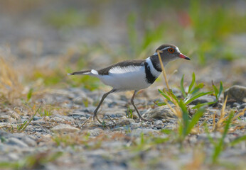 Three banded plover a small wader bird in Marievale sanctuary Gauteng