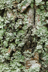 Pale cyan petals-like foliose lichen on tree bark, natural macro background