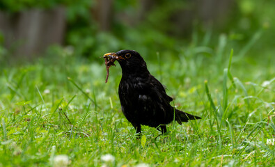 A blackbird bird with worms in its beak.A small bird collects food for the chicks.