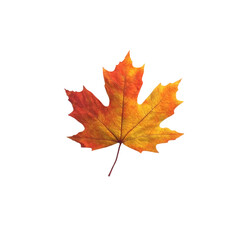 Fototapeta premium Autumn Maple Leaf Abstract Art Vibrant Colors Nature Beauty