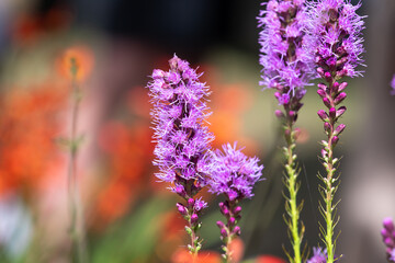 Close up of dense blazing star (liatris spicata) flowers in bloom