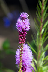 Obraz premium Close up of dense blazing star (liatris spicata) flowers in bloom