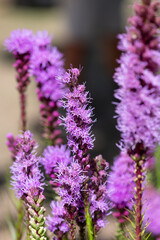 Close up of dense blazing star (liatris spicata) flowers in bloom