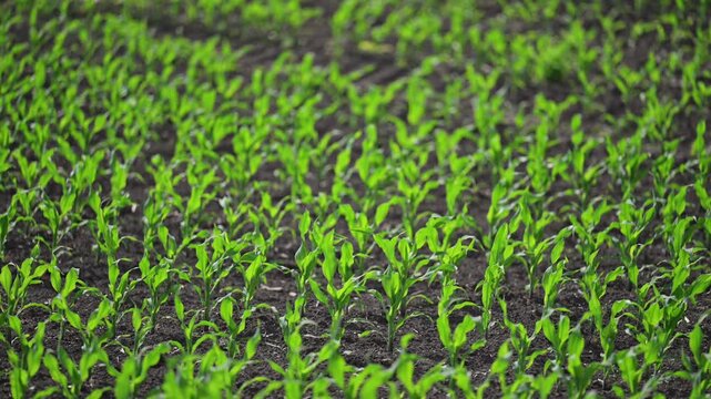 Slow motion breeze moves green corn rows in summer sun.