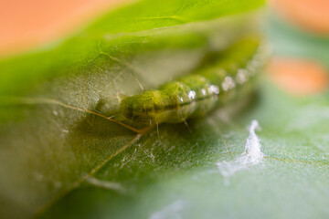 Close-up shot of a ulat palpita larva crawling on a plant leaf