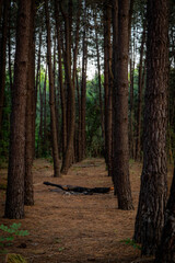 path in the woods